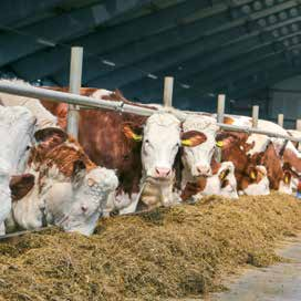 W 2005 roku podjęto w nim decyzję o hodowli krów mlecznych, a ze względu na przewidywaną lepszą długowieczność postawiono na bydło rasy montbeliarde. Zaimportowano wtedy 200 szt.