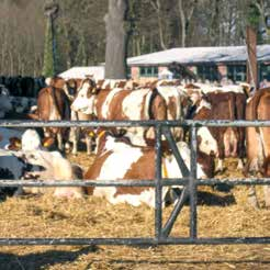 Produkcja roślinna WPR ROLGO opiera się na 750 ha gruntów, z których 200 ha to użytki zielone, a pozostałe służą do uprawy rzepaku, pszenicy, pszenżyta, buraków cukrowych oraz kukurydzy.