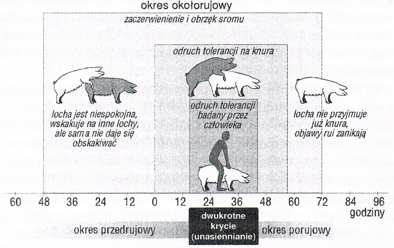 Wzrost stężenia we krwi hormonów estrogennych LH i FSH, Owulacja. W rui właściwej następuje uwalnianie z pęcherzyków jajnikowych komórek jajowych, największe między 12. a 36.