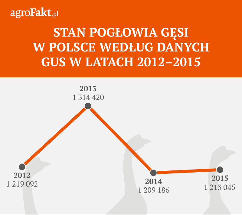 Jak w ostatnich latach kształtowało się pogłowie gęsi w Polsce?
