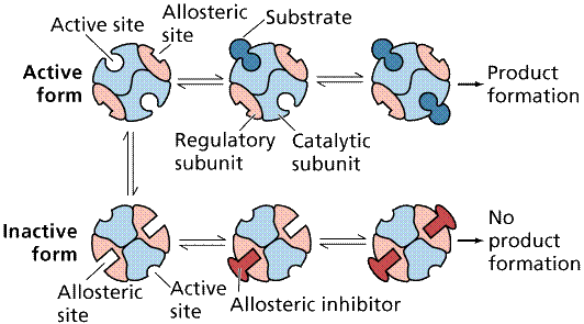 Inhibicja niekompetecyjna (maksymalna szybkość reakcji zmniejsza się) Hamowanie reakcji enzymatycznych / inhibitor - inhibitor kompetecyjne gdy [E] maleje // M / ([I]/ i )(/[S]) niekompetecyjne gdy