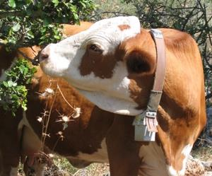 komputera. Sprawny i skuteczny system wykrywania rui ma zasadniczy wpływ na wyniki rozrodu w stadzie krów. Każde przeoczenie rui opóźnia zacielenie o co najmniej trzy tygodnie.