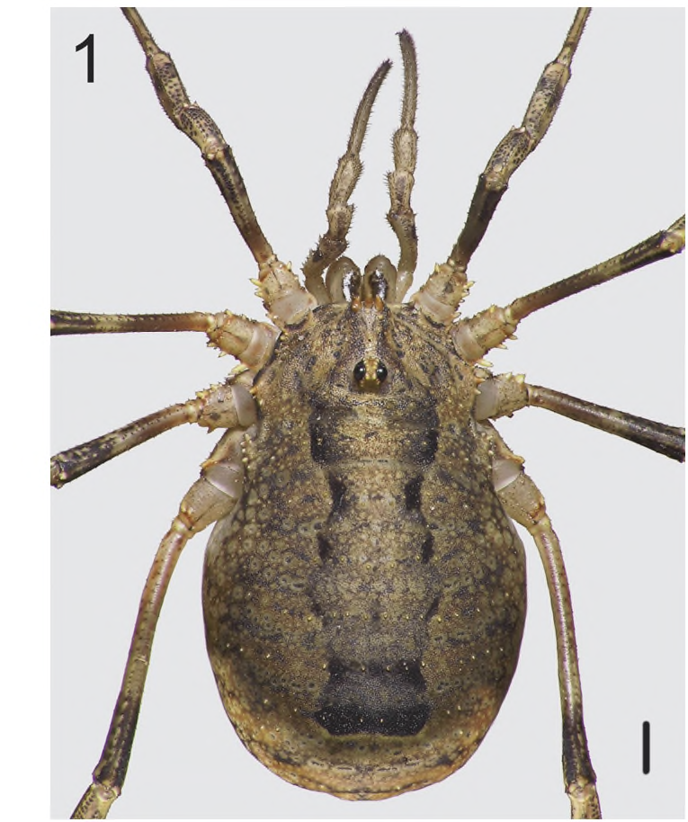 Two invasive Opiliones in Poland 49 Odiellus spinosus (Bose) Lacinius dentiger (C.L. Koch) Poland Poland Figs 1-4. Two invasive harvestmen species and their occurrence in Poland.