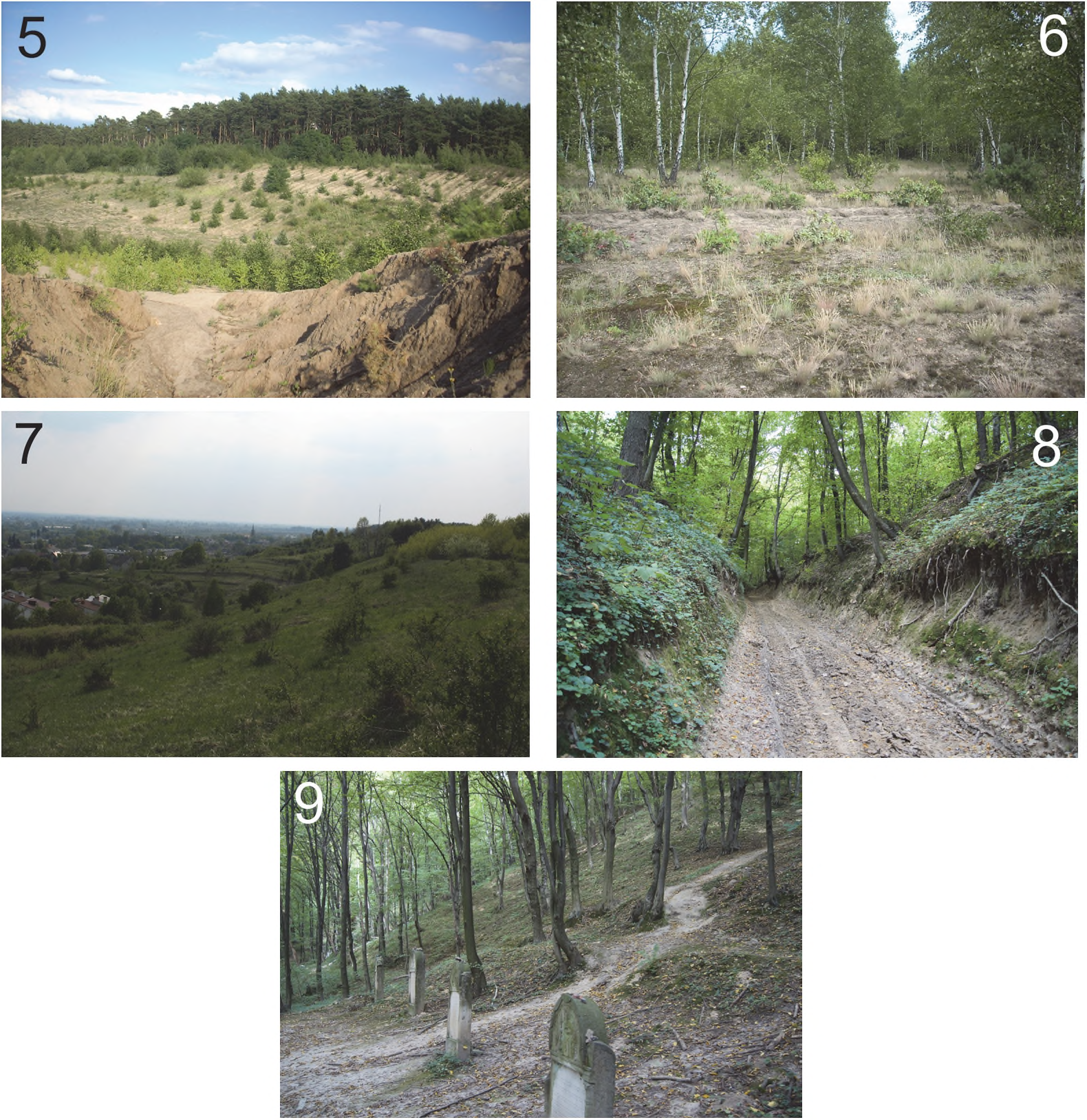 52 R. Rozwałka, T. Rutkowski and P. Sienkiewicz and sunny (Fig. 5, 7), edging of dry coniferous forests (Fig. 6) and shady deciduous forests (Fig. 8, 9).