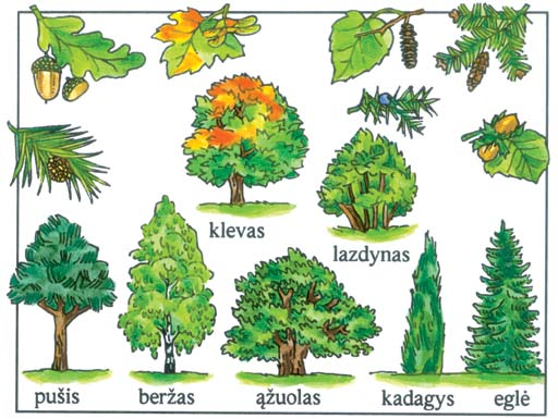 1. Kurie iš šių augalų medžiai, o kurie krūmai?