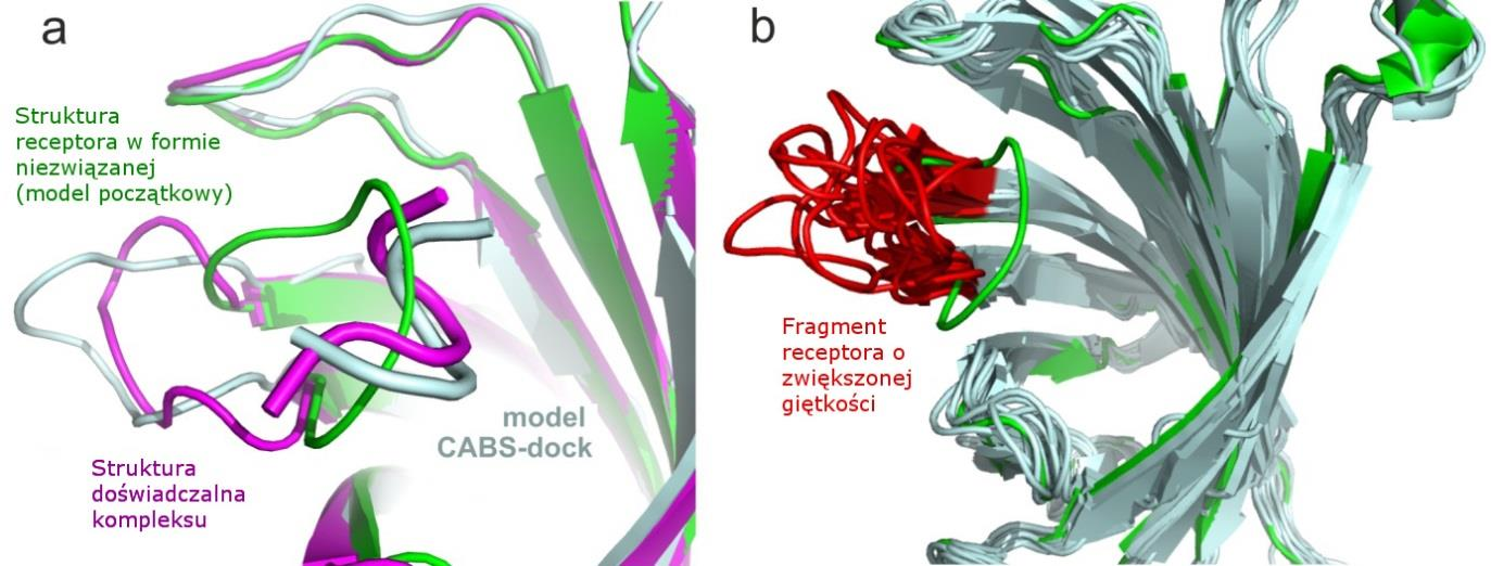Rysunek 26. Modelowanie przy użyciu serwera CABS-dock ze zwiększoną giętkością struktury receptora w pobliżu miejsca wiązania.