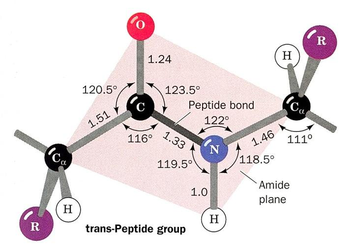 Wiązanie peptydowe nie jest możliwa swobodna rotacja wokół wiązania C N możliwa jest
