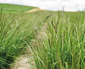 łąkowa (Festuca pratensis Huds.) LWU 10 Wysoka luźnokępkowa trawa o dobrze rozwiniętym systemie korzeniowym. Jedna z najwartościowszych traw pastewnych królowa łąk i pastwisk.