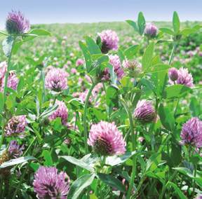 ROŚLINY BOBOWATE DROBNONASIENNE (MOTYLKOWATE) Koniczyna czerwona (łąkowa) (Trifolium pratense L.) Jest rośliną motylkowatą o głębokim korzeniu palowym z dobrze rozwiniętymi korzeniami bocznymi.