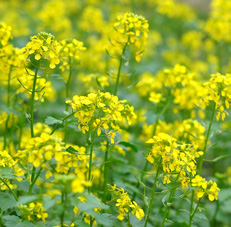 10-12 kg/ha natomiast w mieszankach ze strączkowymi 2-3 kg/ha dzięki szybkiemu tempu wzrostu, facelia zagłusza wschodzące chwasty i zapobiega przed stratami wilgoci