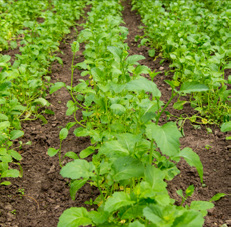 fosforu z gleby mało wrażliwa na warunki glebowe norma wysiewu 50-60 kg/ha RZEPA ŚCIERNISKOWA ROGOWSKA typowa roślina poplonowa wysiewana w drugiej połowie lipca do