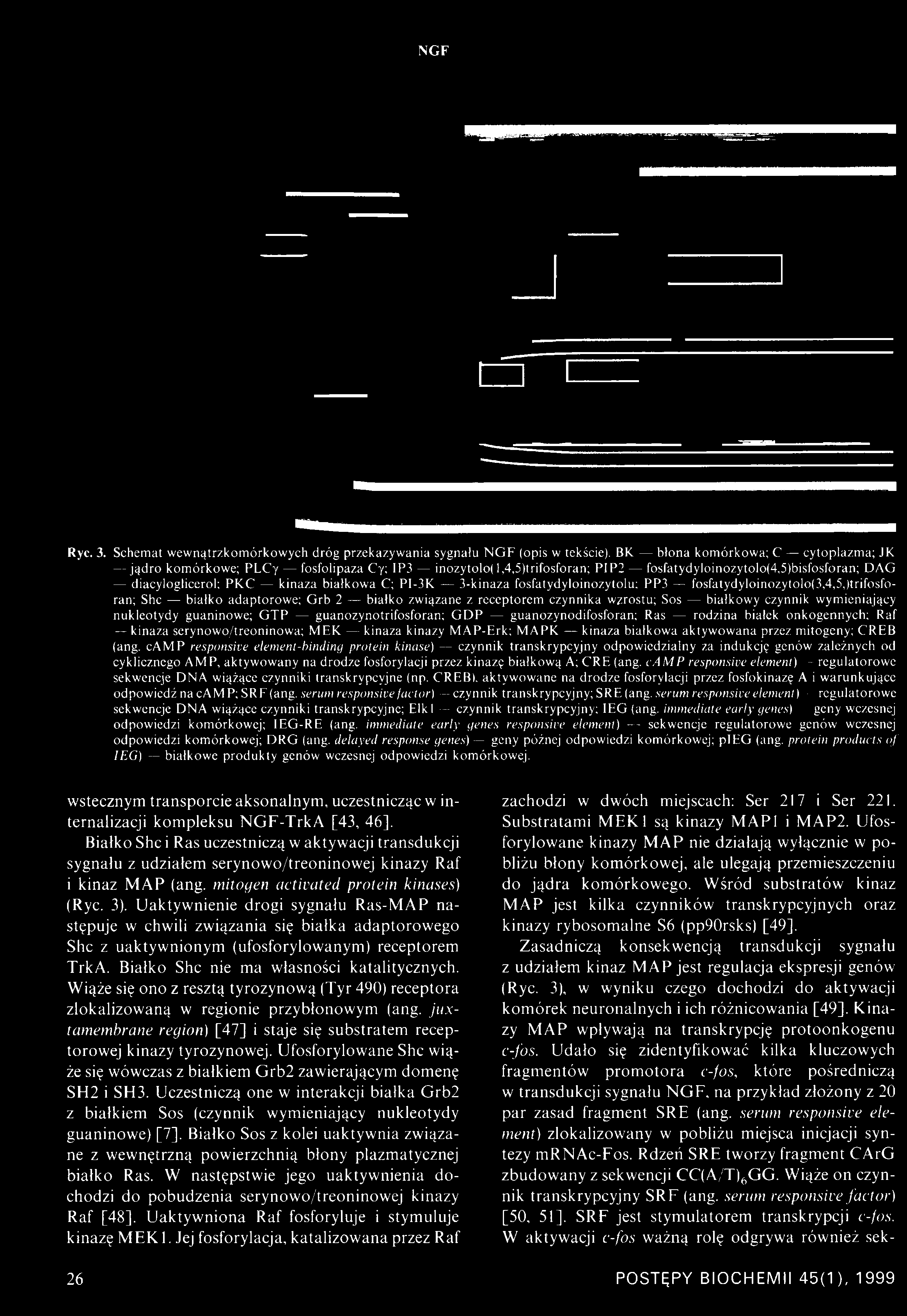 PI-3K 3-kinaza fosfatydyloinozytolu; PP3 fosfatydyloinozytolo(3,4,5,)trifosforan; She białko adaptorowe; G rb 2 białko związane z receptorem czynnika wzrostu; Sos białkowy czynnik wymieniający