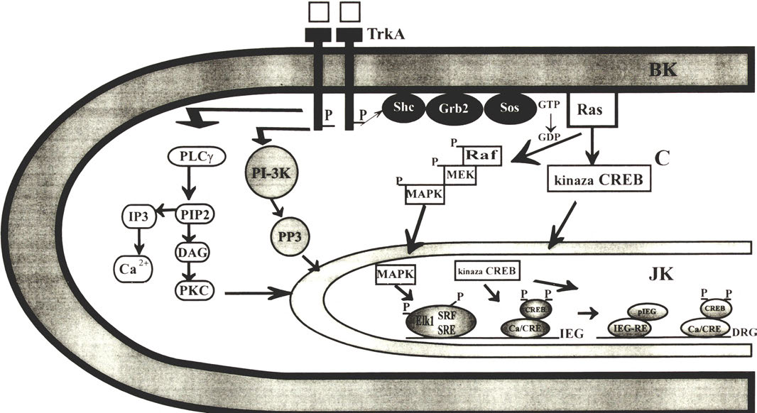 aktywowana przez mitogeny; CREB (ang.