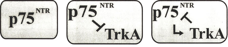 Jun N-terminal kinases) N-końcowe kinazy Jun. chamiający proces apoptozy przekazywany przez receptor p75ntr (Ryc. 4c) [8, 79], VI.