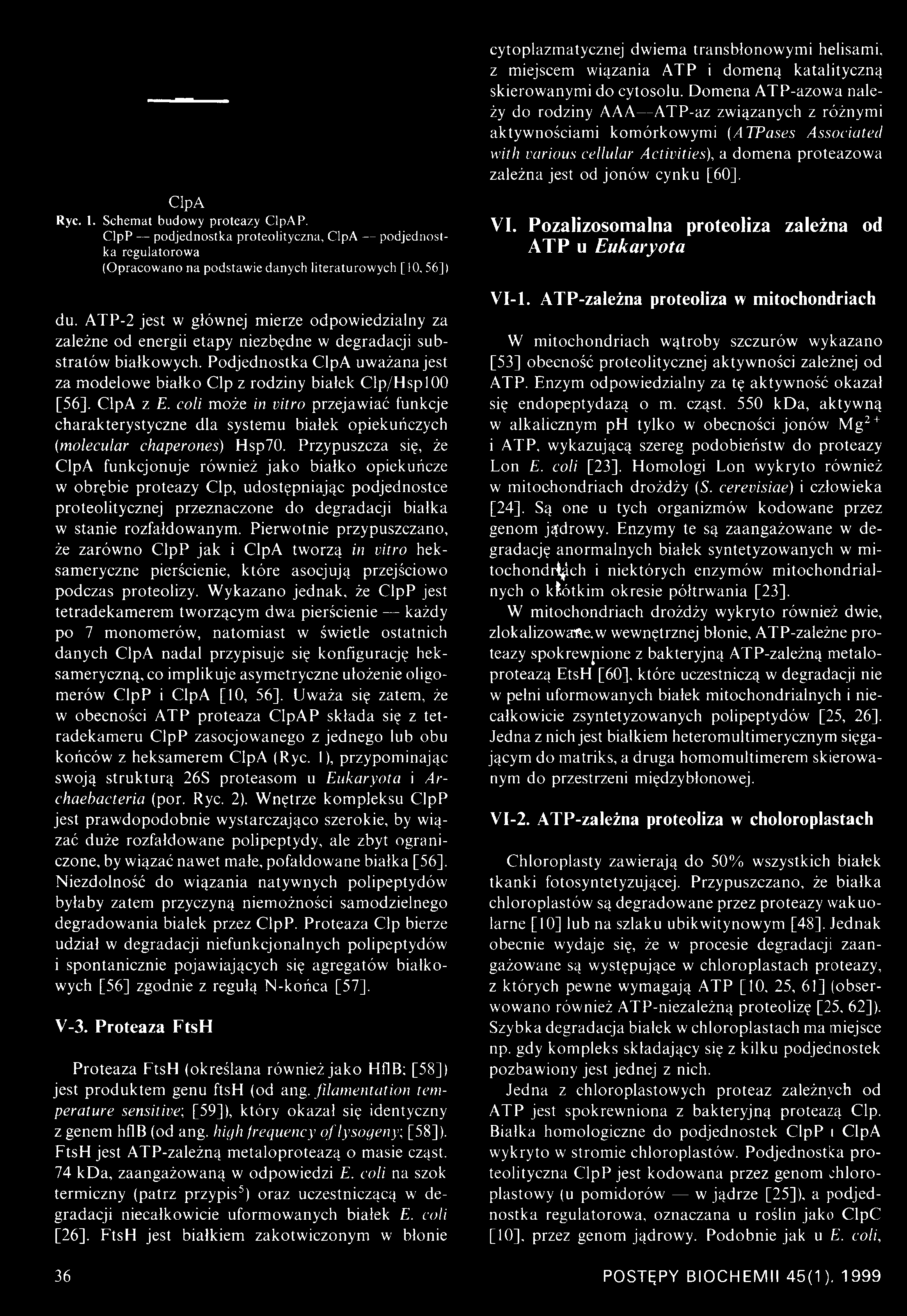 [60], Cip A Rye. 1. Schemat budowy proteazy ClpAP. ClpP podjednostka proteolityczna, ClpA podjednostka regulatorowa (Opracowano na podstawie danych literaturowych [10, 56]) VI.