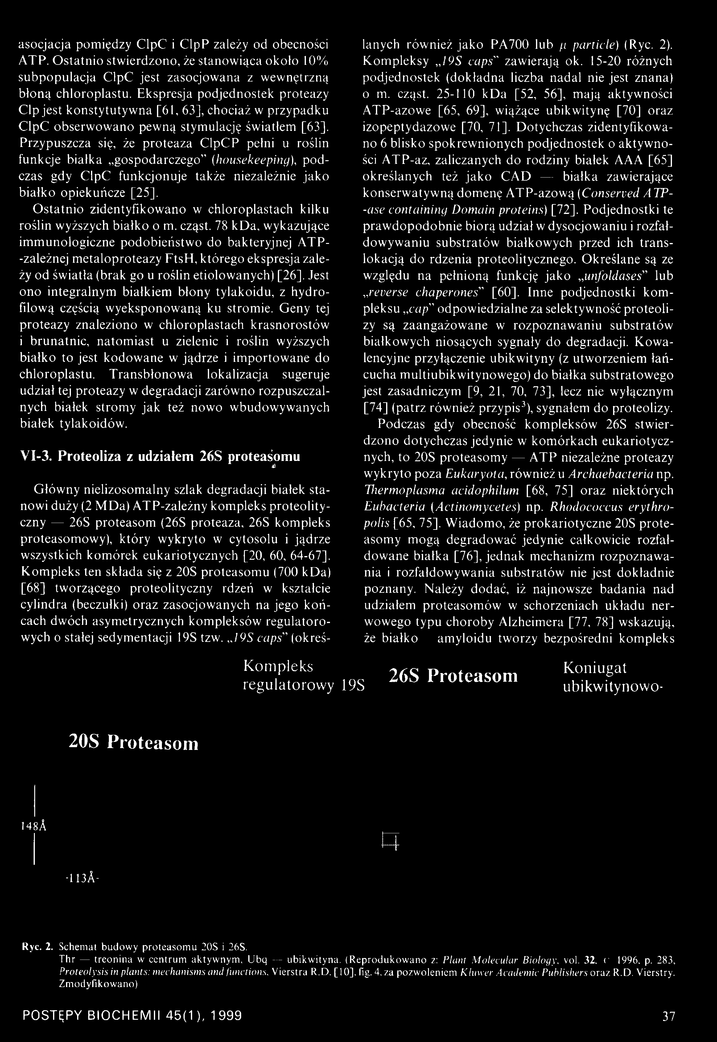 Przypuszcza się, że proteaza ClpCP pełni u roślin funkcje białka gospodarczego (housekeeping), podczas gdy ClpC funkcjonuje także niezależnie jako białko opiekuńcze [25], Ostatnio zidentyfikowano w