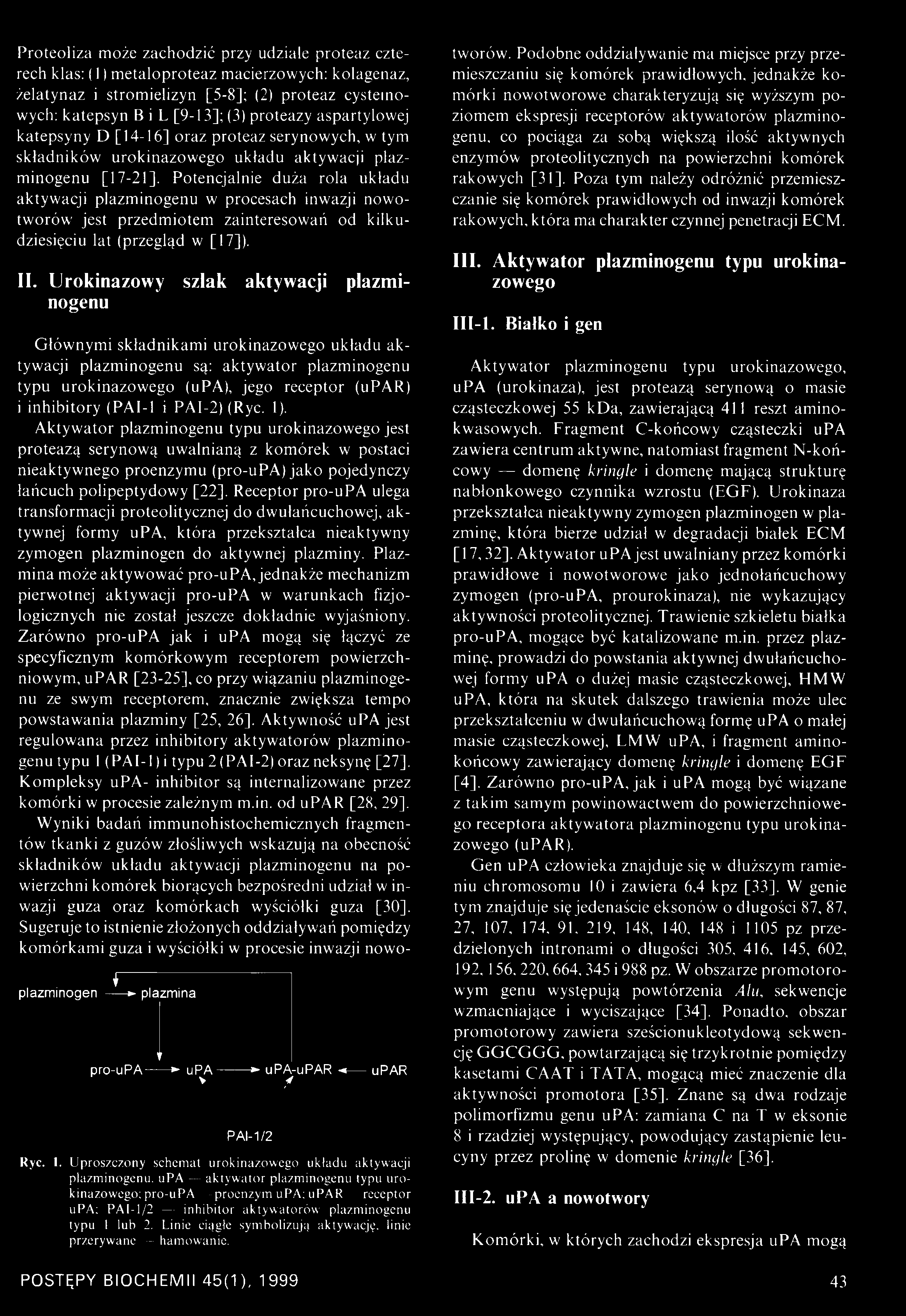 inwazji nowotworów jest przedmiotem zainteresowań od kilkudziesięciu lat (przegląd w [17]). II.