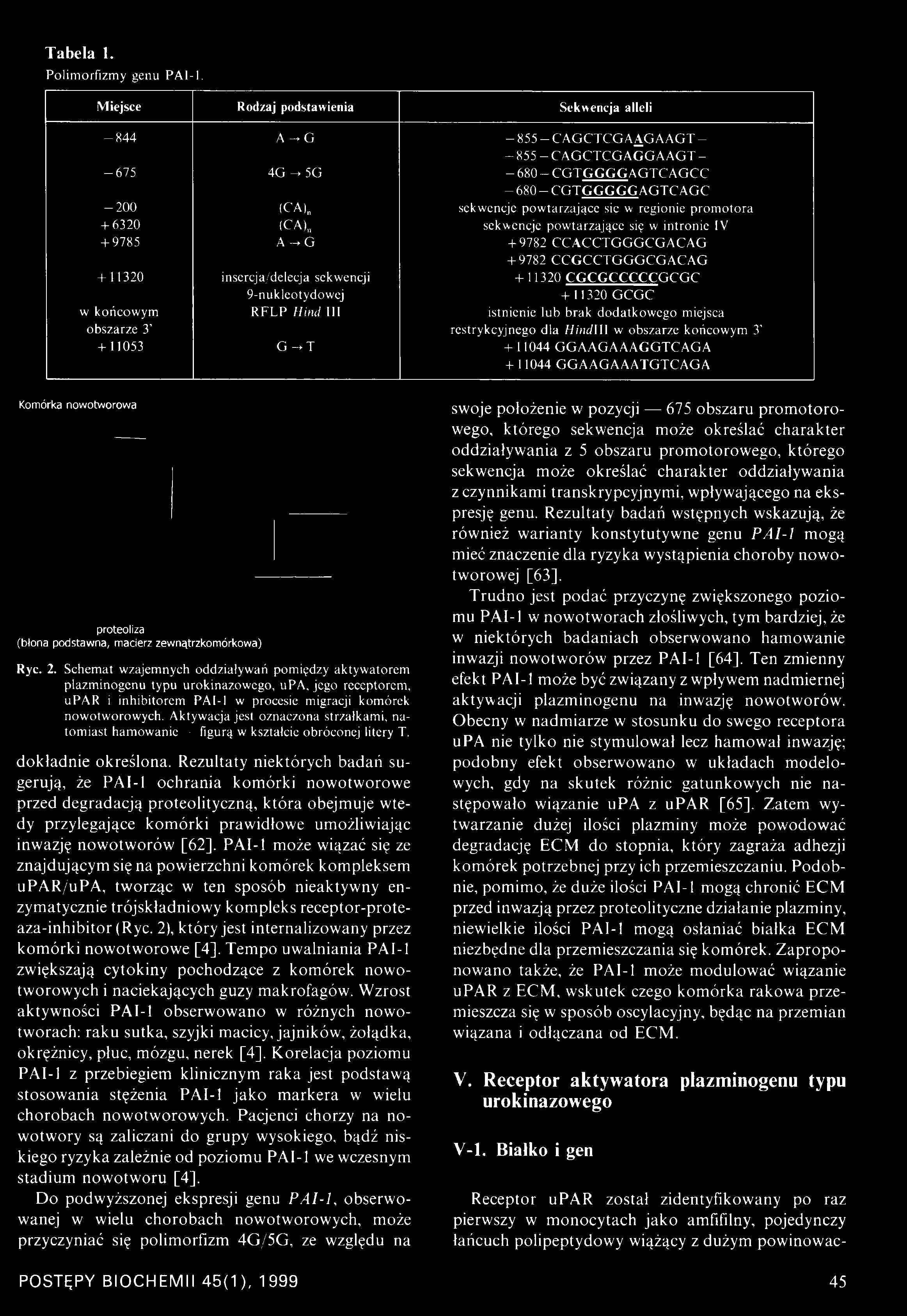 G G G G AGTCAGC - 2 0 0 (CA )n sekwencje powtarzające sie w regionie promotora + 6320 (CA)n sekwencje powtarzające się w intronie IV + 9785 O T < + 9782 C C A C C TG G G C G A C A G + 9782 C C G C C