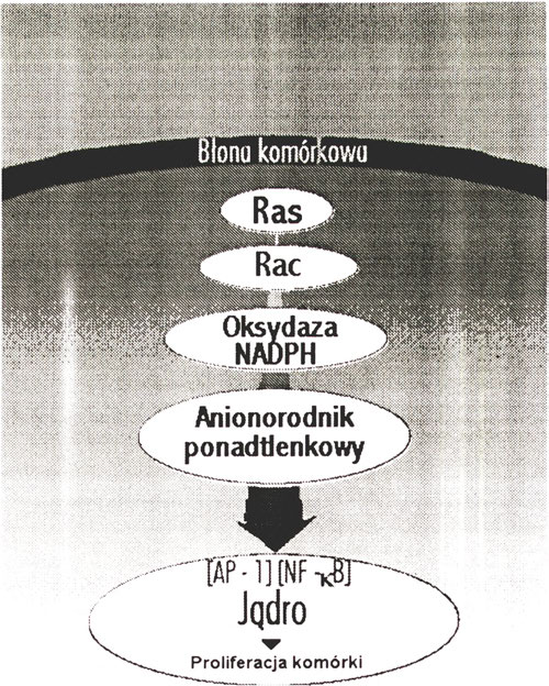 izolowanym z limfocytów krwi pacjentów pobranej po upływie godziny od infuzji leku [44], Zdecydowana większość tych uszkodzeń jest usuwana z DNA przez komórkowe systemy naprawcze, ponieważ 24 godziny