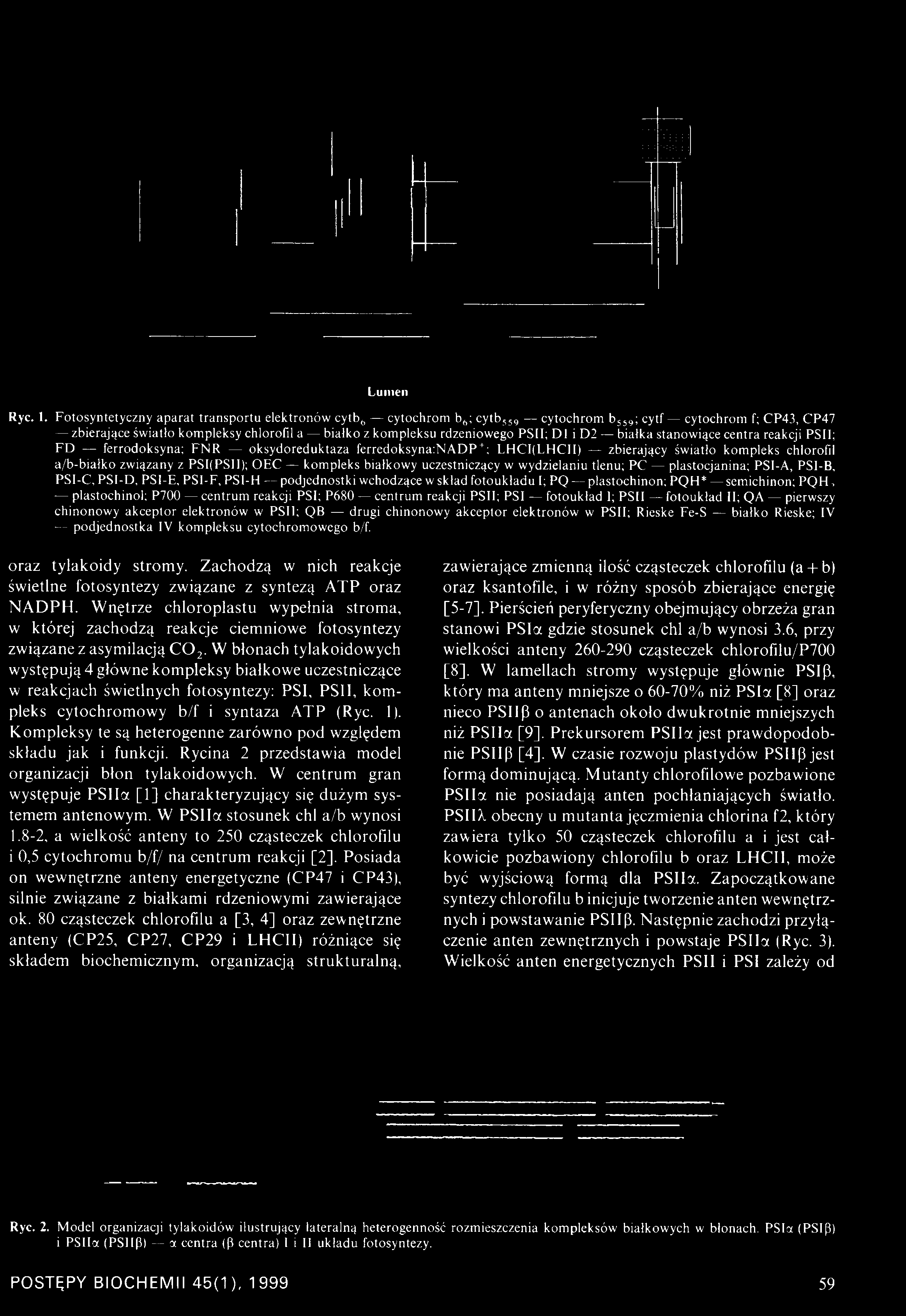 i D2 białka stanowiące centra reakcji PSII; FD ferrodoksyna; FN R oksydoreduktaza ferredoksyna:nadp + ; LHCI(LHCII) zbierający światło kompleks chlorofil a/b-białko związany z PSI(PSII); OEC kompleks