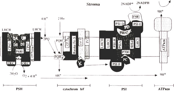 plastochinol; P700 centrum reakcji PSI; P680 centrum reakcji PSII; PSI fotouklad I; PSU fotouklad II; QA pierwszy chinonowy akceptor elektronów w PSU; QB drugi chinonowy akceptor elektronów w PSU;