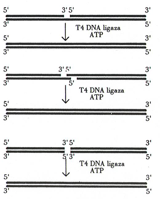 Łączenie DNA - Ligacja Ligaza DNA - tworzy wiązania fosfodiestrowe pomiędzy nukleotydami w łańcuchu DNA - substrat: dwuniciowe DNA lub hybrydy