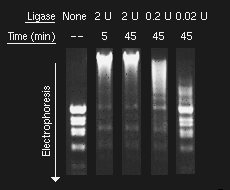 Łączenie DNA - Ligacja Aktywność ligazy Najczęściej wyrażana w jednostkach Weissa: 1 U = taka ilość enzymu która katalizuje przekształcenie 1 nmola 32 P-pirofosforanu w [γ,β- 32 P]ATP ciągu 20min.