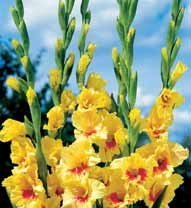 ) 3,75 zł C38 Mieczyk (Gladiolus)