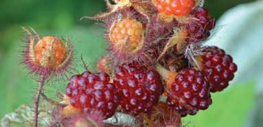 malinotruskawka (Rubus illecebrosus) P2 owoce czarne,