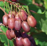 odmiana żeńska Aktinidia ostrolistna Scarlet September