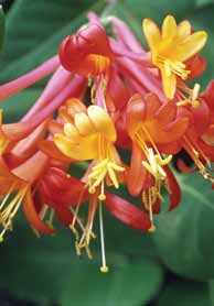 Wiciokrzew Heckrotta American Beauty (Lonicera x