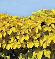 Yellow Wall PBR (Parthenocissus quinquefolia) cena