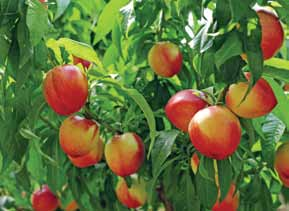 Golden Delicious, Lobo, Jonagold, Malinowa Oberlandzka, Koksa