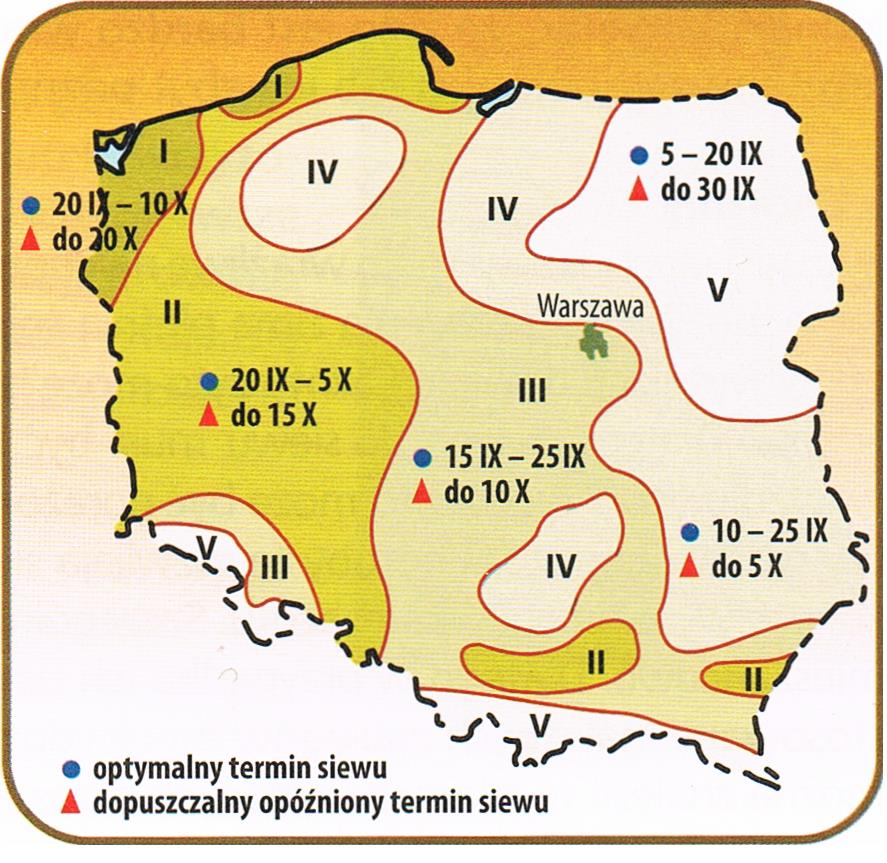Terminy siewu żyta ozimego w poszczególnych regionach Polski Zalecana głębokość siewu wynosi 2-5 cm, najlepiej 3 cm. Ilość wysiewu zależy od odmiany żyta, warunków glebowych i terminu siewu.