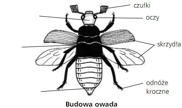 Dla chętnych zadania! 1. Odpowiedz na poniższe pytania: - Jak nazywa się badacz owadów?