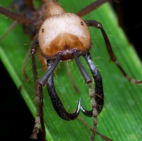 Mrówki koczujące - Eciton