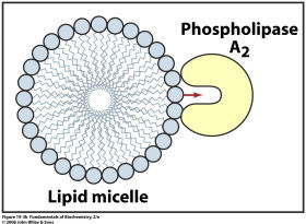 Przedstawiony powyŝej 3,5-bisfosforan fosfatydyloinozytolu (PIP 2, PtdIns(3,5)P 2, PI(3,5)P 2 ) błony, hydrolizowany działaniem fosfolipazy C (PLC, EC 3.1.4.