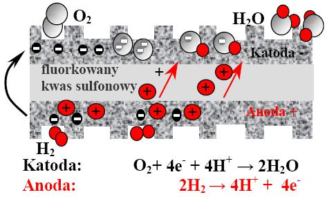 Reakcje zachodzące w ogniwie: (Anoda +) utlenianie wodoru 2 H 2 + 4 OH - 4 H 2 O + 4 e - (Katoda -) redukcja tlenu O 2 + H 2 O 4 OH - - 4 e - 4.