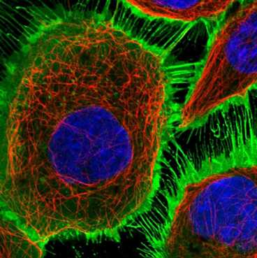 HeLa Receptor EGF w komórkach A 371