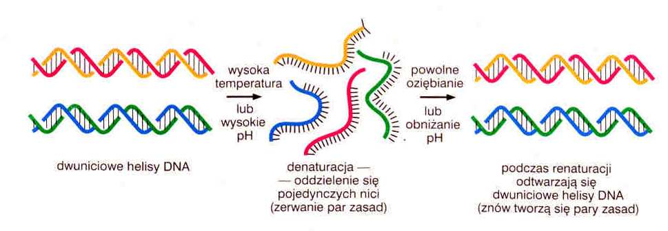 Hybrydocytochemia Hybrydyzacja in situ wykorzystuje zjawisko hybrydyzacji kwasów nukleinowych Hybrydocytochemia wykrywanie w komórce odcinka DNA (lub RNA) o określonej sekwencji