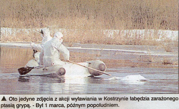 Wysoce zjadliwa grypa ptaków H5N1 (groźna dla ludzi) w powiecie gorzowskim W 2006 roku (10 marca piątek godziny wieczorne) powiat gorzowski w rzeczywistości musiał zmierzyć się z zagrożeniem