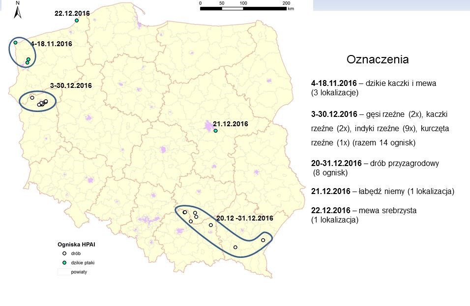 Lokalizacja wystąpień HPA H5N8 u drobiu i dzikich ptaków w Polsce (stan na 2.01.