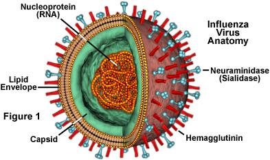 Ptasia grypa (Avian Influenza) Wywoływana przez Typ A wirusa grypy. Występuje na całym świecie i dotyczy wszystkich gatunków ptaków.