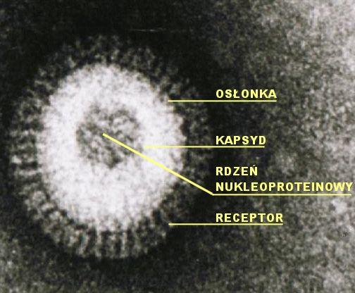 Wirusy Grypy 1933 rok wyizolowanie