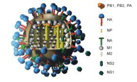 z kwasu rybonukleinowego (RNA) -