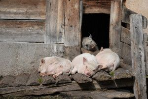 Hodowców, którzy w obecnych czasach decydują się na chów świń od podszewki, jest coraz mniej. Wiąże się to z intensyfikacją produkcji zwierzęcej oraz cenami żywca.