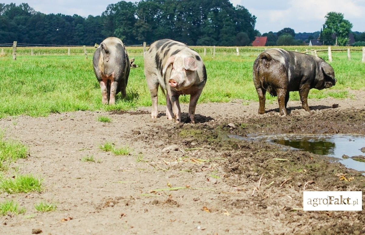 Świnie puławskie oraz złotnickie białe i pstre są dobrą alternatywną w produkcji świń dla małych gospodarstw. Ostatnią z trójki jest rasa złotnicka pstra.