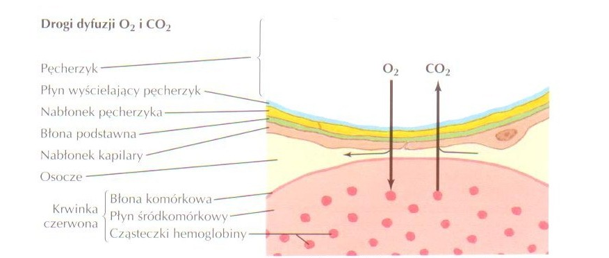 2 FIZJOLOGIA WYKŁAD 6 UKŁAD ODDECHOWY PO2 = 150 mm Hg PCO2 = 0 mm Hg Powietrze atmosferyczne w górnych drogach oddechowych 1 Tr = 1 mm Hg = 1/760 atm = 133,3224 Pa W czasie przepływu krwi