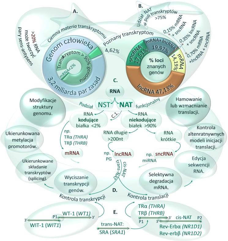 KONTROLA EKSPRESJI GENÓW PRZEZ DŁUGIE NAT 3 RYCINA 1. Funkcjonalno-strukturalna klasyfikacja transkryptów (RNA). A. Szacowana wielkość transkryptomu w kontekście sekwencji genomu człowieka.
