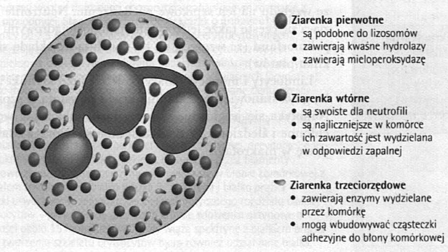 Ziarna neutrofila i ich zawartość Ziarna azurochłonne mieloperoksydaza defenzyny lizozym azurocydyna elastaza, katepsyna G Ziarna swoiste katelicydyna laktoferryna lizozym kolagenaza Ziarna